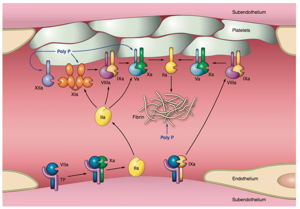 őket (Butenas et al, 2009). Ez lehetővé teszi, hogy a FXa kofaktorával, az aktivált V-ös alvadási faktorral (FVa) létrehozza a prothrombináz komplexet a TF-t expresszáló sejtek felszínén.