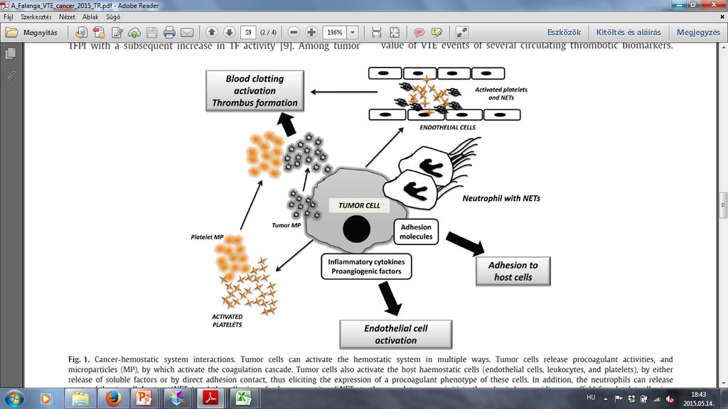 véralvadás aktivációja thrombus képződés aktivált thrombocyták és NET-ek endothelsejtek tumorsejt neutrophil NET-tel thrombocyta MP tumor MP adhéziós molekulák Gyulladásos citokinek és proangiogén