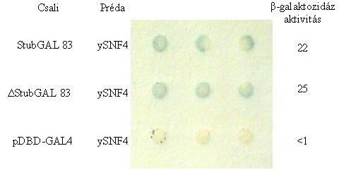 4. 6. A StubGAL83 fehérje együttműködik az élesztő SNF4 fehérjével Az élesztőben az SNF1 protein kináz komplexet a katalitikus alegység (SNF1), az aktivátor alegység (SNF4) és az adaptor alegység