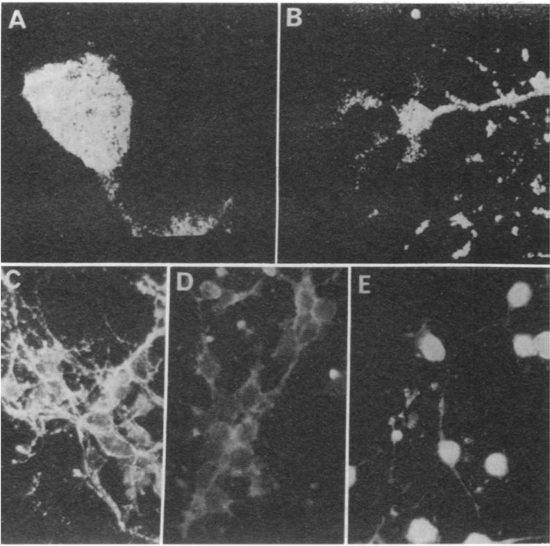 A Drosophila Antennapedia fehérje homeodoménje Homeodomén - átjut az idegsejtek membránján - sejtmagban lokalizálódik
