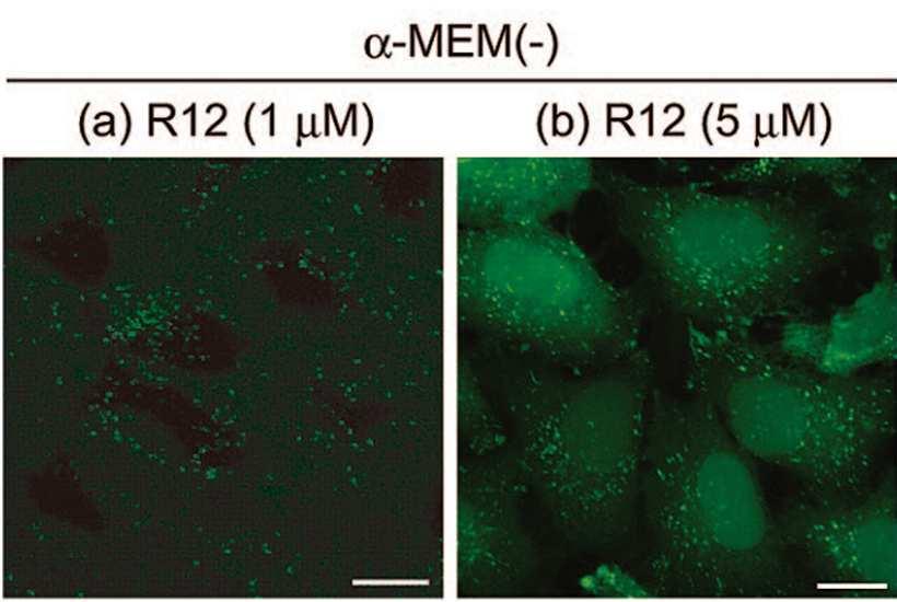 Sejtbejutás mechanizmusa Nincs receptor?