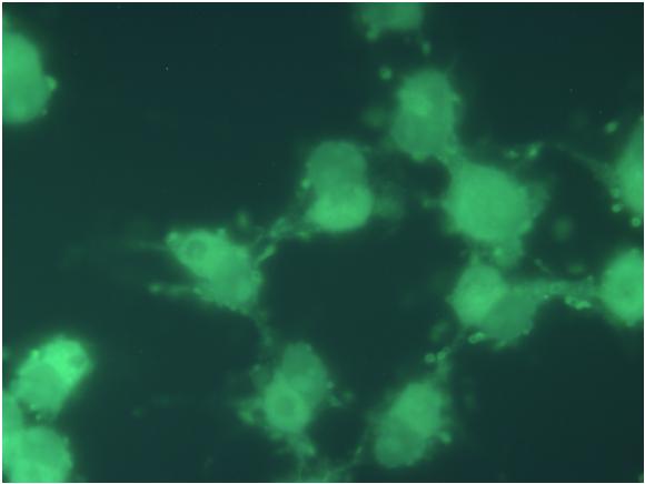 Sejtpenetráló szubsztrát sejtbejutása a) b) fluorescence mean