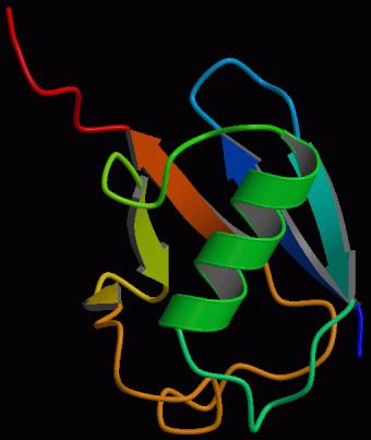 A harmadlagos szerkezet: a termostabilitás A hődenaturálás: Ubiquitin (76 as.