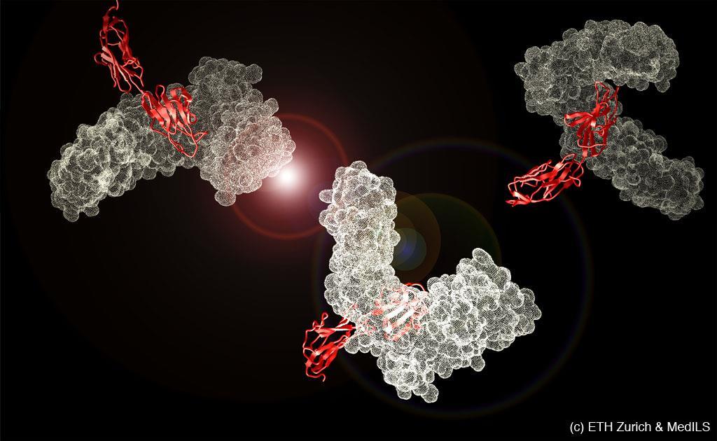 Érdekes fehérjék Arteriosclerosis: touchy giant proteins transport fat Legend: Two units of apolipoprotein B100 interact In our blood, cholesterol is transported in so-called LDL particles.