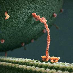 Kinesin (a motor