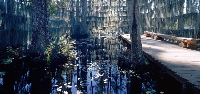 Swamp Garden 1997