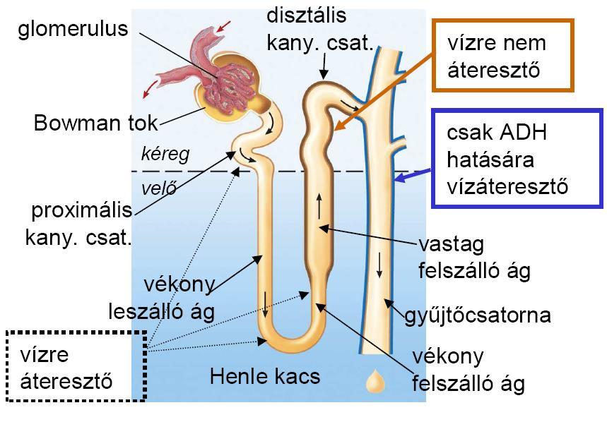 mosm/l) kánikula, kiszáradás, izzadás stb.