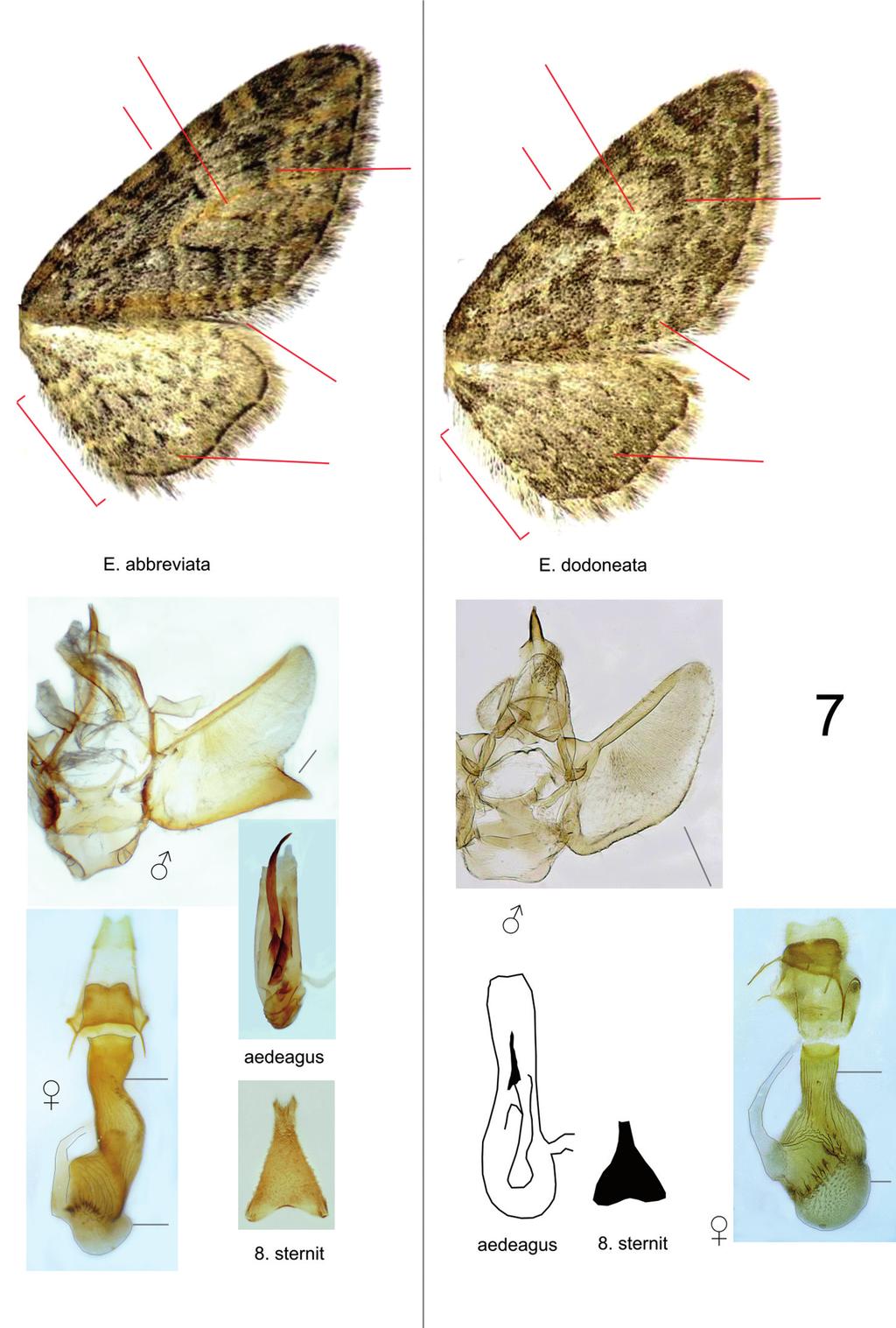 154 Natura Somogyiensis 7.