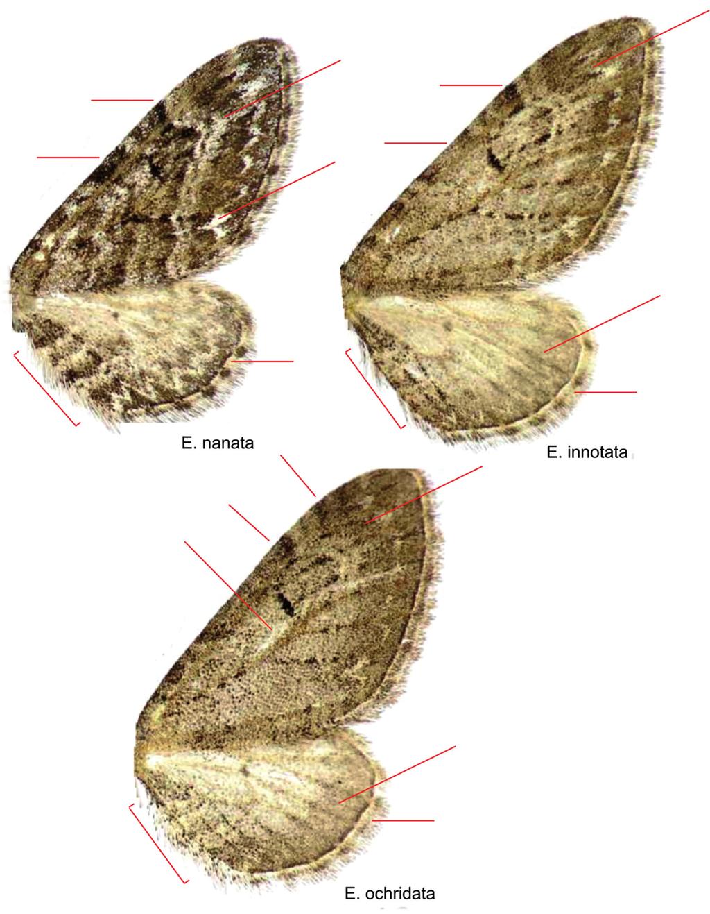 160 Natura Somogyiensis 11. ábra: Az Eupithecia nanata, az E.