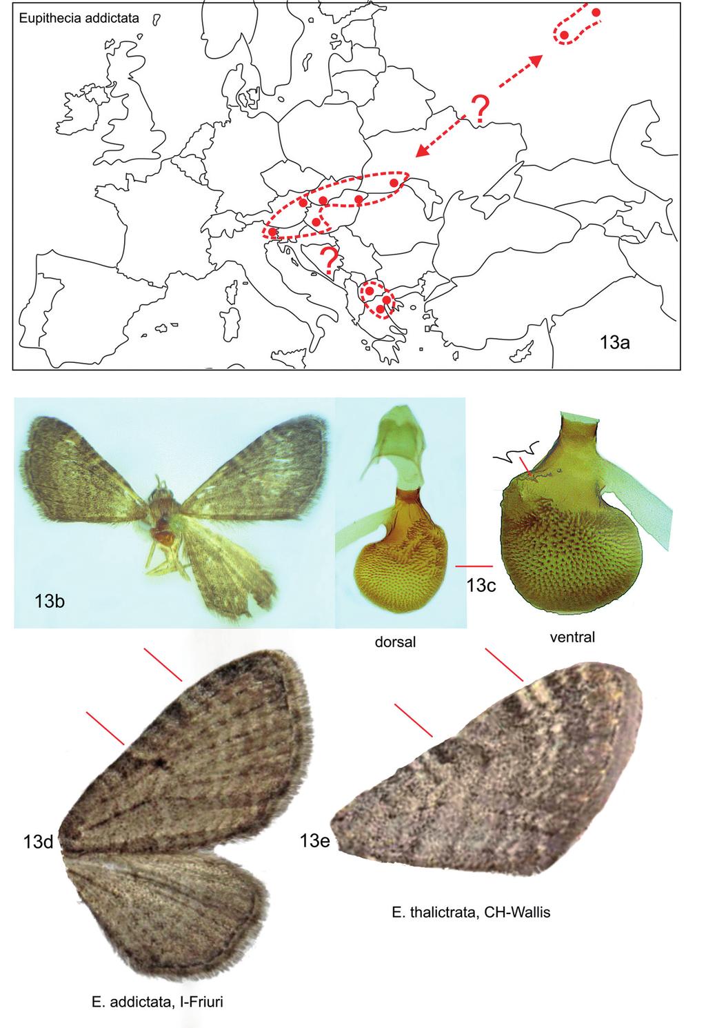 Fazekas I: Magyar Eupitheciini tanulmányok 5. 165 13.