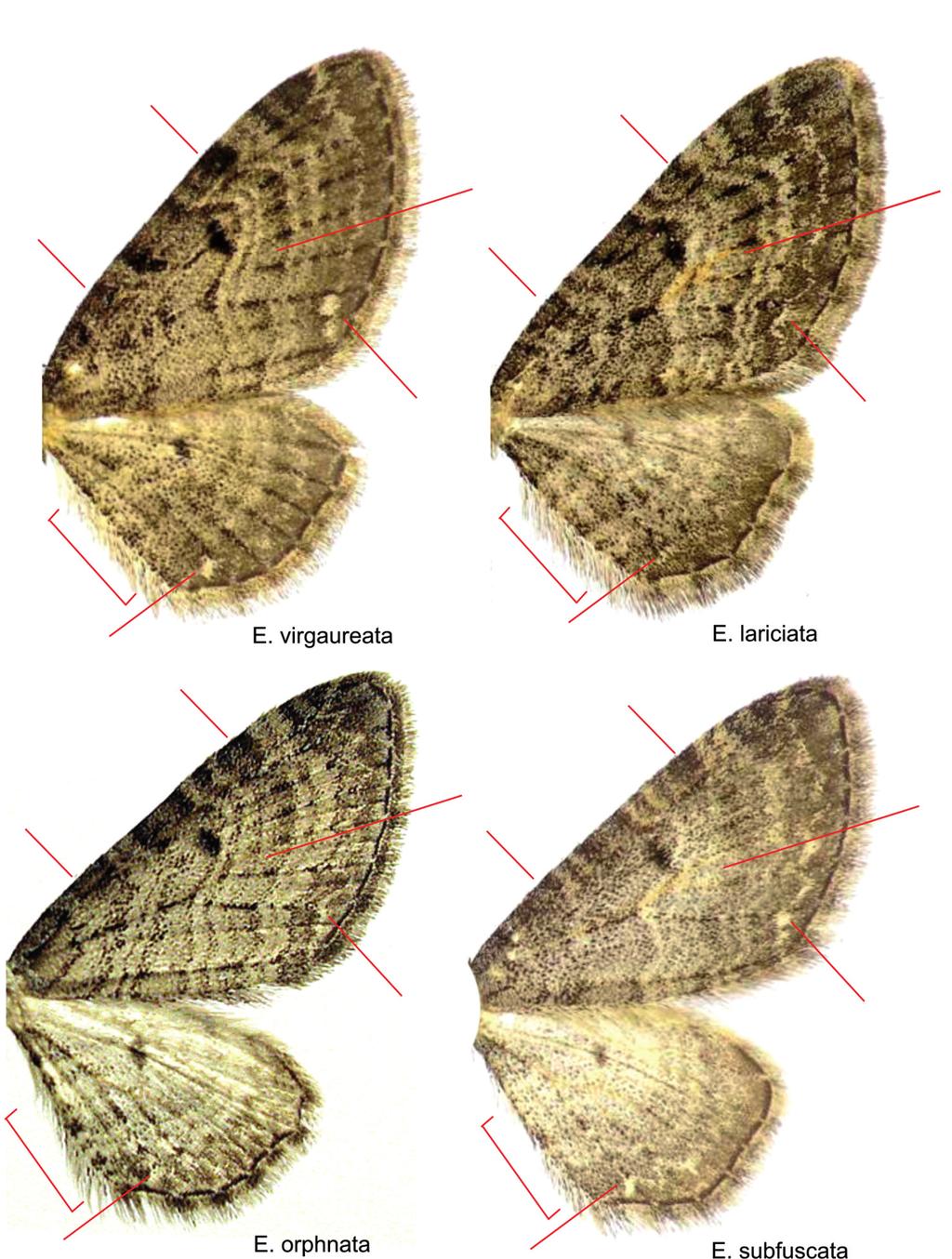 172 Natura Somogyiensis 18. ábra: Az Eupithecia virgaureata, az E.