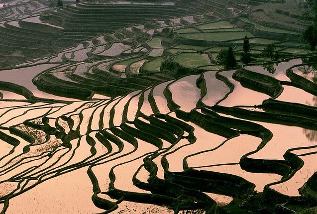 A kínai mezőgazdaság szerkezete I.