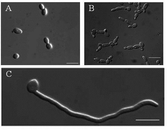 és mtsai., 2004; Sudbery, 2011]. A C. albicans egyedi morfológiai képletének tekintik a csíratömlőképzést, ami az inkubációs idő 30.