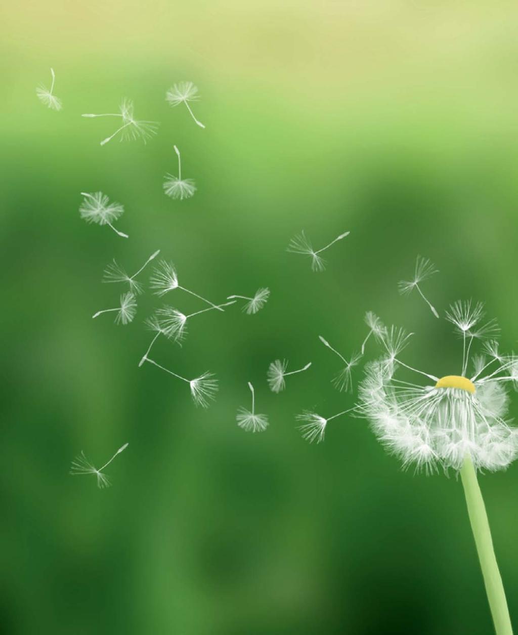Eredeti Miele levegőszűrők Eredeti Miele levegőszűrők** A beszívott por garantáltan a porszívó belsejében marad A Miele AirClean szűrőrendszer az eredeti Miele porzsákból, a