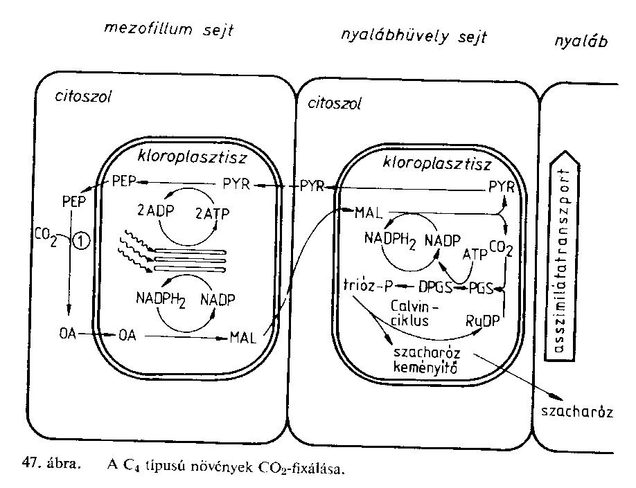 Fotoszintézis utak - C3 és