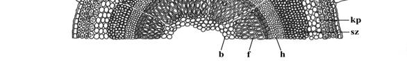 parenchima / spongy parenchyma; szt sztóma / stoma; fs fedőszőr / trichome. 2. ábra. Az Agrimonia eupatoria L. szárának belső felépítése. Fig. 2. Internal organization of the stem of Agrimonia eupatoria L.