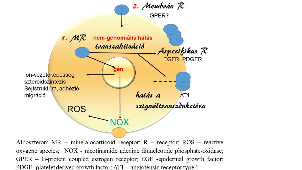 mineralokortikoid receptor néhány interakciójára (Zelena