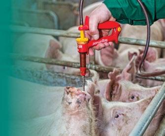 Fülöp Vazul - Szaporodásbiológiai szaktanácsadó Eredete a 3 hetes, csoportos (Batch), vagy több hetenként (2-4) kivitelezett ütemezett termékenyítések mentén terjedt el, elsősorban a francia