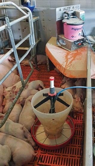 MALAC takarmányozás Több olyan kiváló tulajdonságú tejpor van forgalomban, amelyek teljes értékű malac takarmányok.