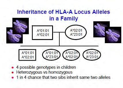 A HLA-A allélek öröklődése a családban 4 lehetséges genotípus a gyermekeknél lehet