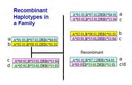 Rekombináns haplotípusok a családban Rekombináció: a számfelező