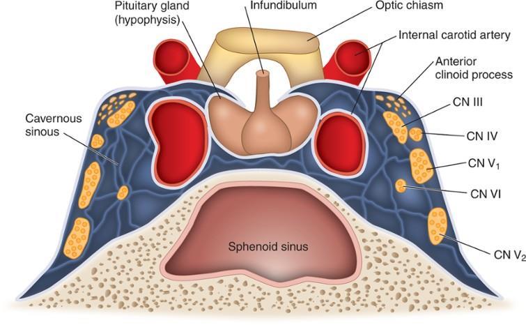 A hypothalamus és hypophysis kapcsolata Látóideg kereszteződés Hypohysis Nyél (infundibulum)