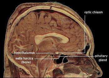 részei: előagy (prosencephalon) nagyagy (telencephalon) köztiagy (diencephalon) középagy