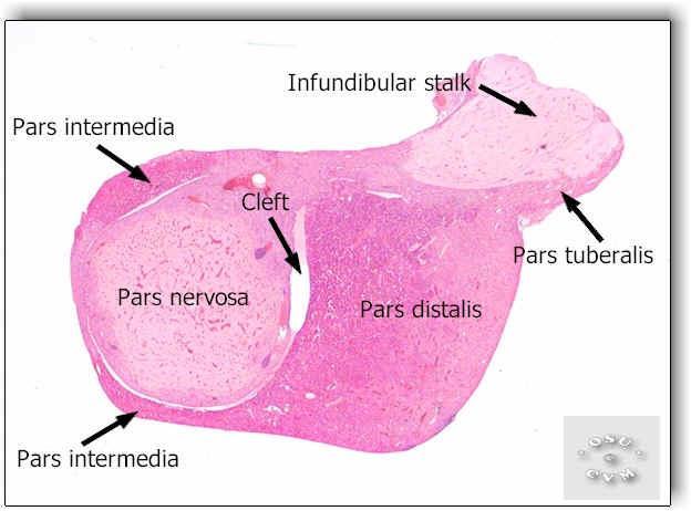 idegszövet. Neurohypohysis = hátsó lebeny: nincs saját hormontermelés.