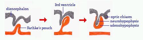 Az adeno- és neurohypophysis két külön telepből fejlődik Köztiagy köztiagy chiasma opticum