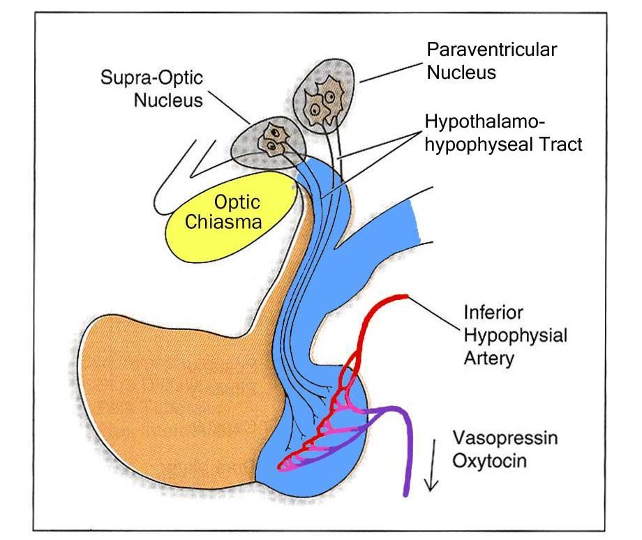 A hypothalamus supraopticus és paraventricularis magjának nagysejtes neuronjai a neurohypophysisbe projektálnak hypothalamohypophysealis pálya Paraventricularis