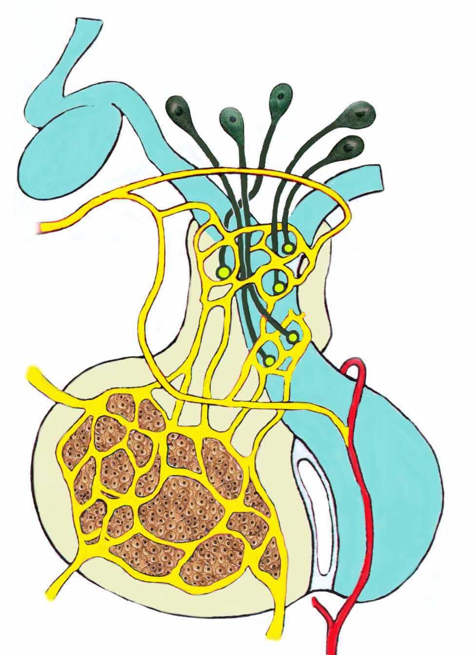 A kissejtes neuronok az eminentia medianába projektálnak, hormonjaik a portális keringésbe kerülnek kissejtes magok : adenohypophysist aaszabályozó hormonok felső hypophysealis arteria hosszú