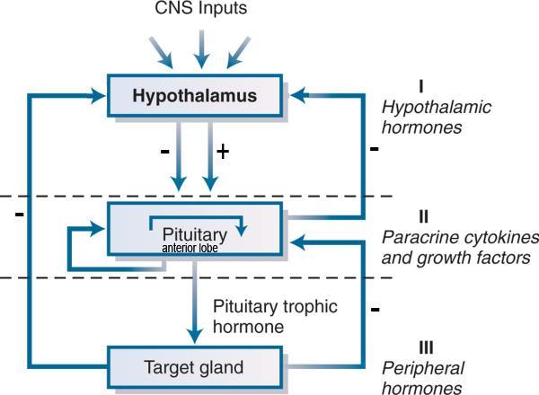 A hypothalamo-hypophysealis rendszer hormontermelésének szabályozása, negatív visszacsatolás Központ idegrendszeri hatások gátló