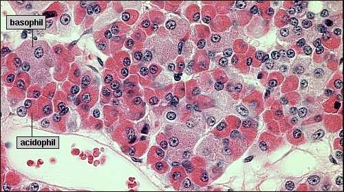 A adenohypophysis pars distalisának hormontermelő sejtjei csont mellékvese kéreg pajzsmirigy here petefészek tejmirigy Acidophil