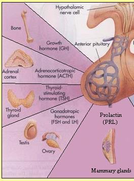 Lactotroph (mammotroph) sejtek: prolaktint (PRL) termelnek. Thyreotroph sejtek: thyreoidea stimuláló hormont (TSH) termelnek.