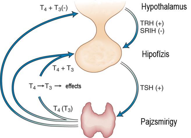 A pajzsmirigy T3 és T4 termelését a hypothalamus-hypophysis-pajzsmirigy tengely szabályozza Hypothalamus-hypophysis-pajzsmirigy (HPT)ytengely TSH hatásai: hormontermelés és elválasztás serkentése