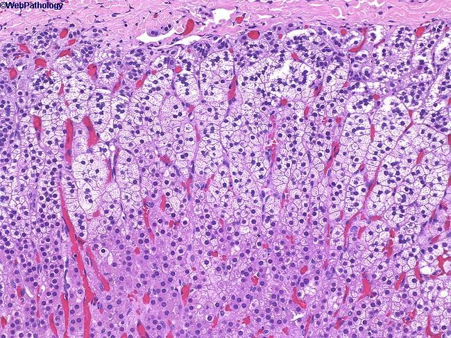 A hypothalamo hypophysis mellékvese (HPA) tengely capsula z. glomerulosa z.