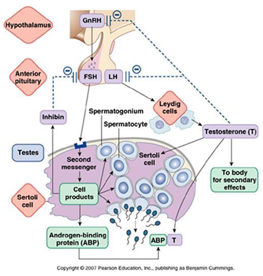 A hereműködés szabályozása Hypothalamo-hypophysis-gonád tengely + FSH: Sertoli (dajka) sejtre hatva a speriumok érését serkenti LH: Leydig sejtekre hatva azok tesztoszteron termelését fokozza + +