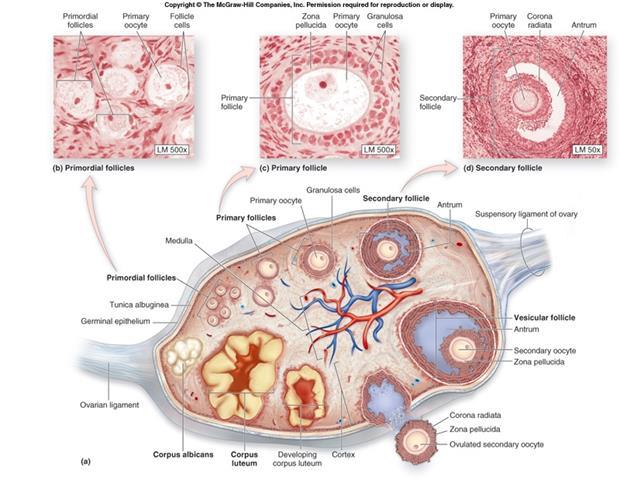 A tüszőérés stádiumai Születéskor már ősivasejtek vannak jelen Ciklikus működés pubertástól menopausáig (kivétel terhesség) Hypothalamo-hypophysis gonad tengely szabályozza Tüsző: