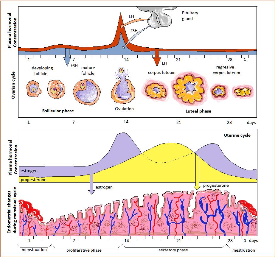 A női ciklus FSH: a folliculáris sejtek ösztrogéntermelését és a tüszőérést fokozza LH: tüszőérés segítése ovuláció indukció luteális fázis fenntartása (sárgatest) Ösztrogén: másodlagos nemi