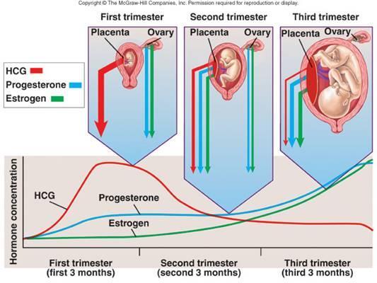 A méhlepény (placenta) A magzatburok és a méhnyálkahártya együttesen hozza létre - anyai és magzati eredet Human choriogonadotropin (hcg) hormon: sárgatest fenntartása Terhesség