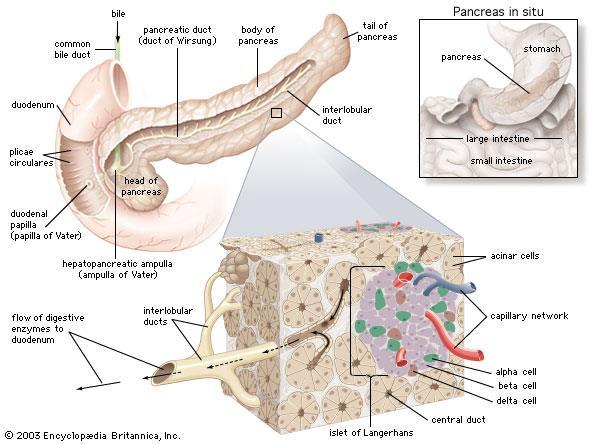 A hasnyálmirigy exocrin endocrin Exocrin secretum: emésztő enzimek -a kivezetőcső-rendszeren keresztül