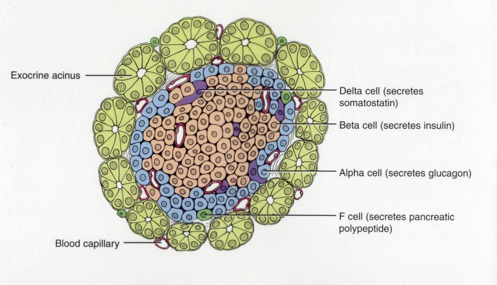 A Langerhans szigetek- vércukor szint szabályozás A sejtek - glukagon - a vércukorszintet emeli (glikogén lebontás) B sejtek - inzulin - a vércukorszintet csökkenti (glikogén raktározás) (D sejtek -
