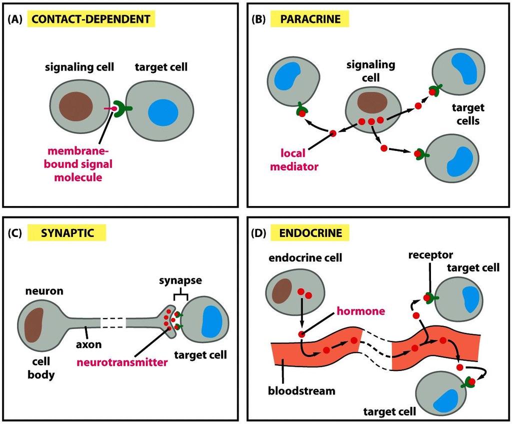 A hormon fogalma A sejtek közötti kommunikáció formái ÉRINTKEZÉS FÜGGŐ (JUXTAKRIN) jeladósejt membrán kötött jeladó molekula SZINAPTIKUS idegsejt