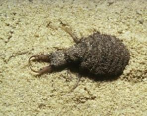 3. A lesből támadó ismeretlen A Kiskunsági Nemzeti Park jellegzetes állata tölcsért készít a homokban, melynek szűkülő részén, az alján található a lárva.