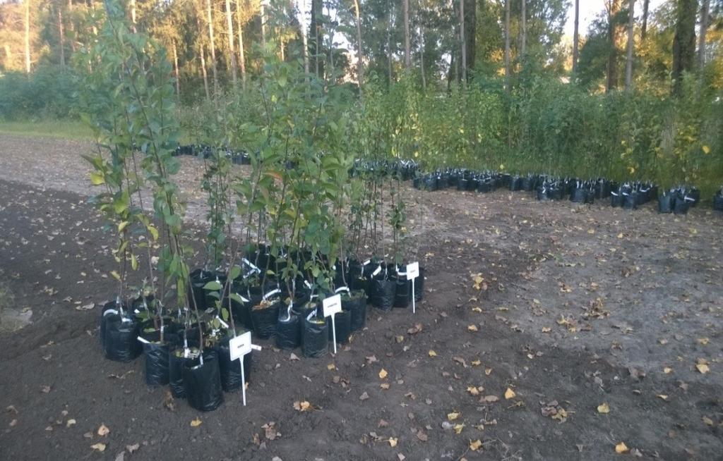 Mindszent hava 26 napján Átvételi elismervény aláírása Oltványok