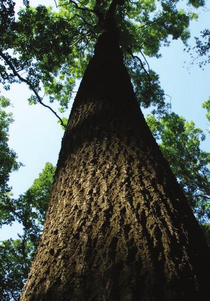 Kedvező helyre jutva akár nagy tömegben is csírázhat. Magas kőris (Fraxinus excelsior) Hegyi juhar Az olajfafélékhez tartozó, magas termetű, szellős lombozatú fafaj.