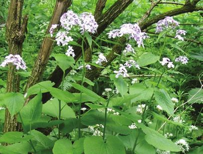 ), sisakvirág-fajok (Aconitum spp.) SZ09, ritkábban a tündérfürt (Aruncus dioicus), az erdei varjúköröm (Phyteuma spicatum), vagy a fehér acsalapu (Petasites albus).