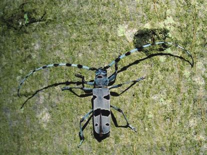 Havasi cincér Orrszarvúbogár kiemelendő az a gyászlepke (Nymphalis antiopa),