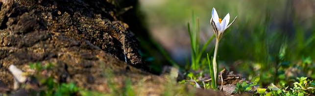 A halmok élővilága Papp-halom (Tiszaalpár) A Kiskunsági Nemzeti Park Igazgatóság működési területén az egykor emelt halmok száma többszáz lehetett.