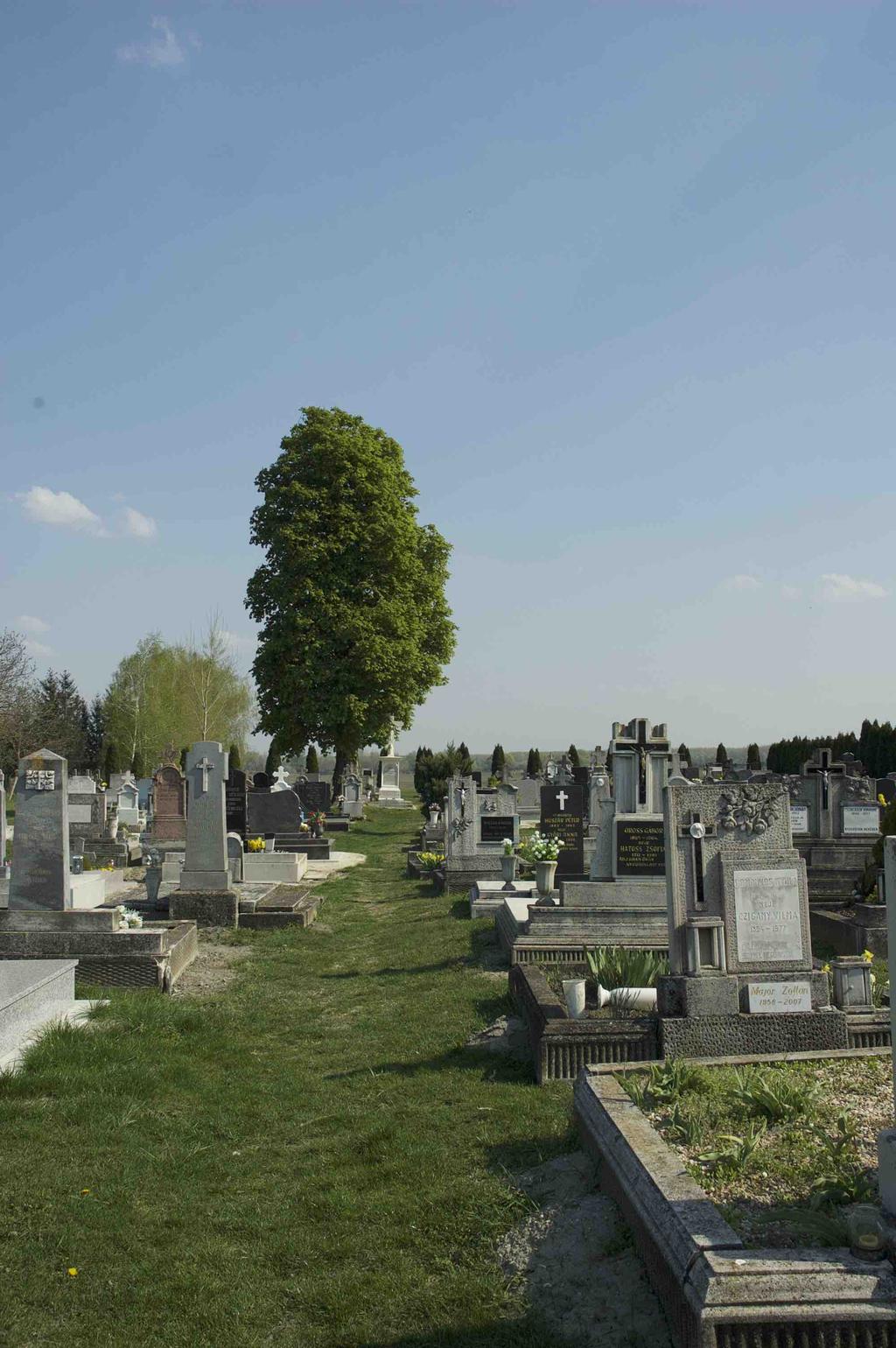 lombtömegű, árnyékoló funkciót is betöltő lombos növényzet van,